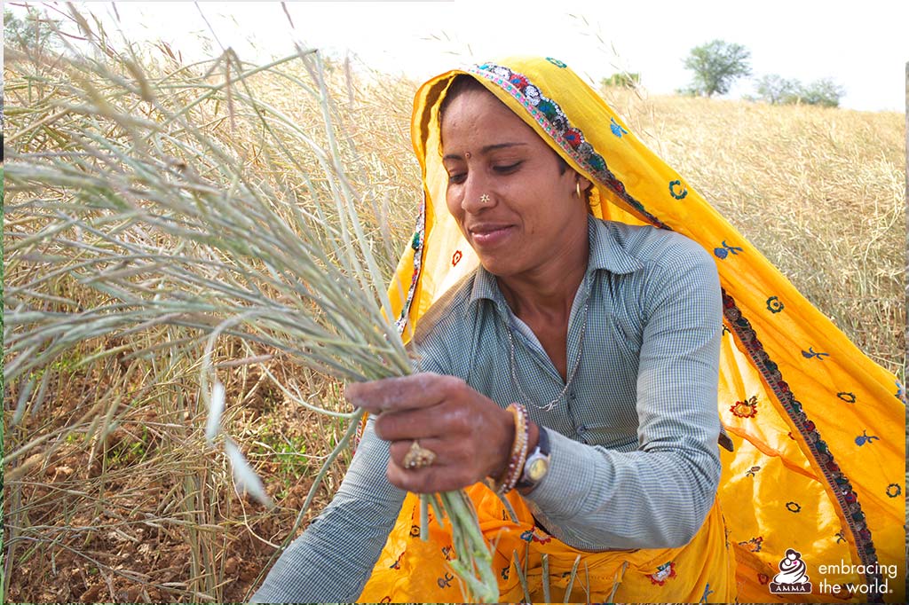 A woman in a village harvesting crops