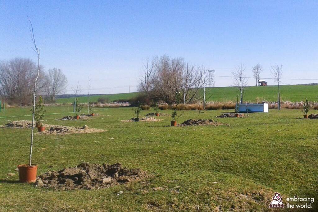 A field with newly planted trees