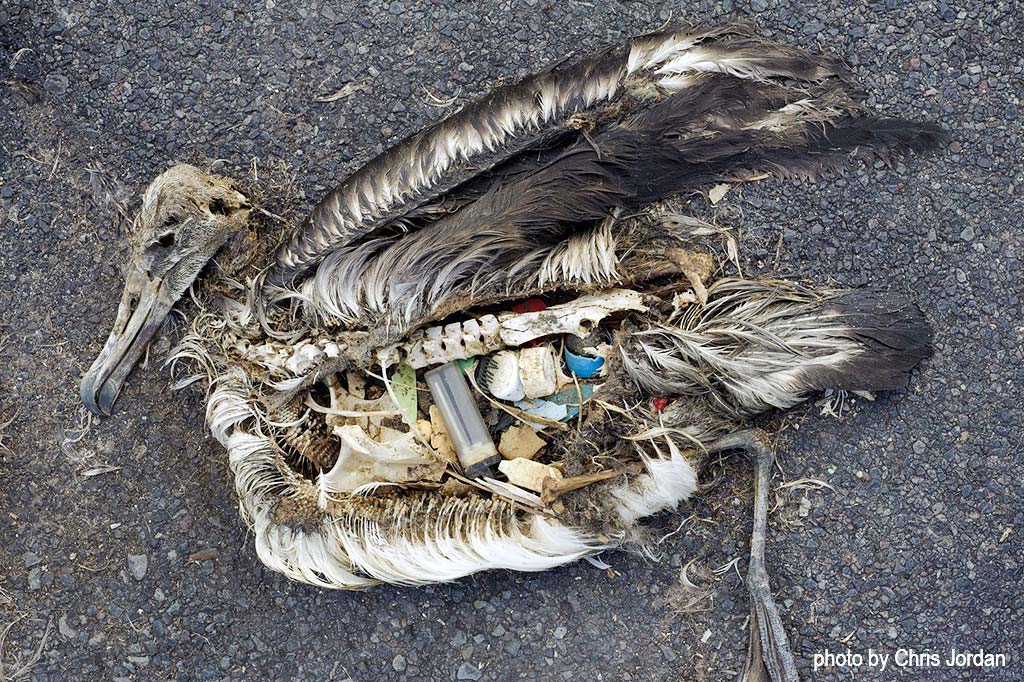 A marine bird cut open to reveal a stomach full of litter