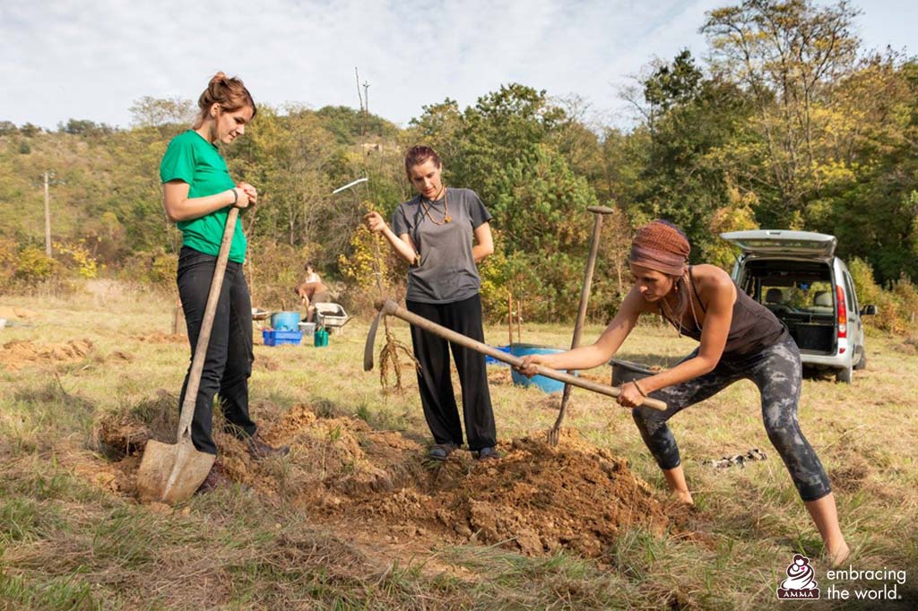 Three volunteers plant trees