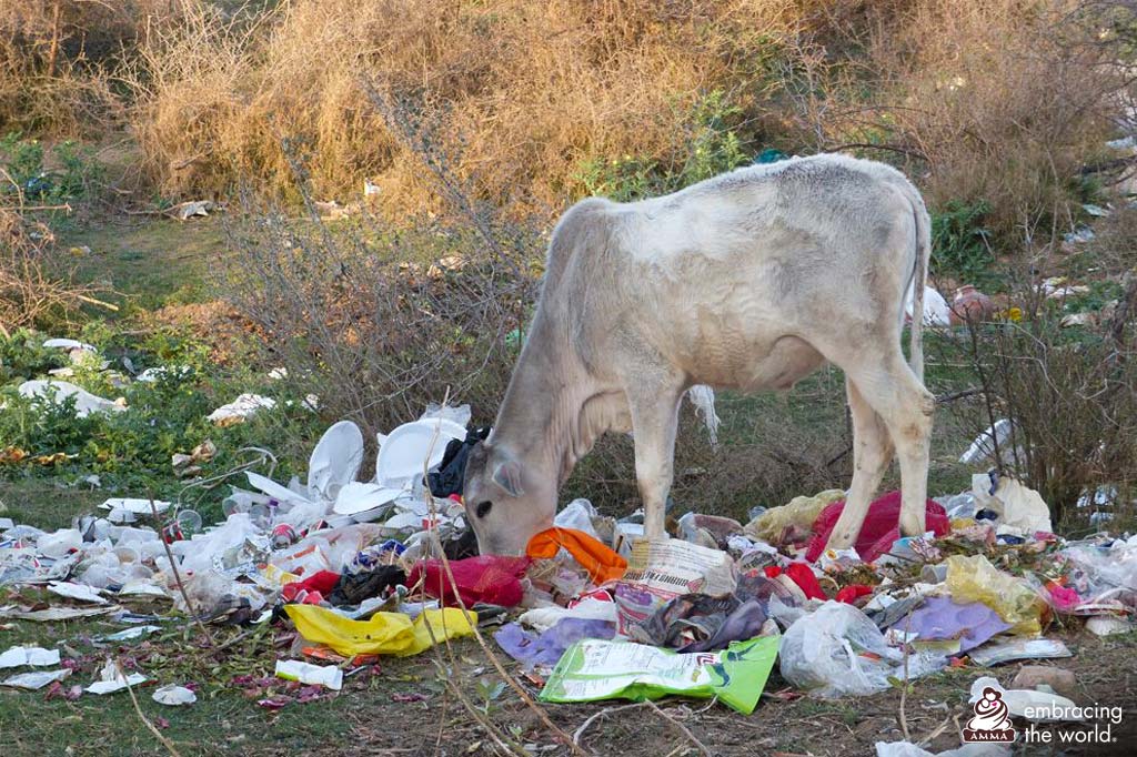 Cow eats trash
