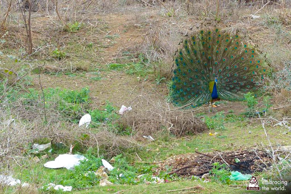 Peacock stands in teh fields close to trash