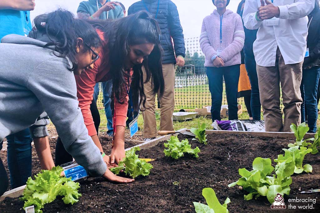Students in USA plant baby lettuce