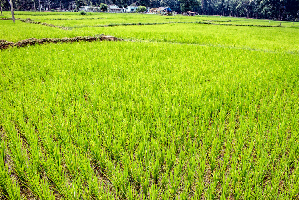 Field of rice
