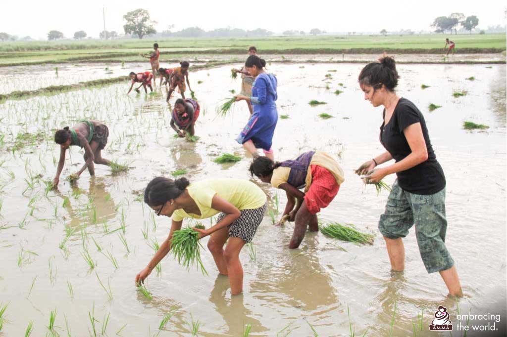 Village children sow rice while Canadian students help