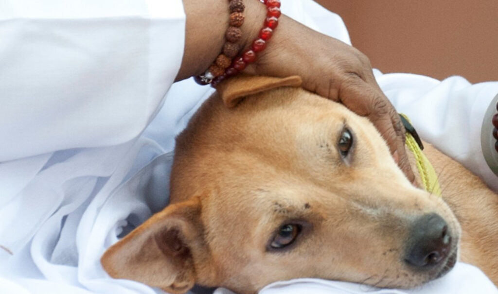 Bhakti lays her head on Amma's lap