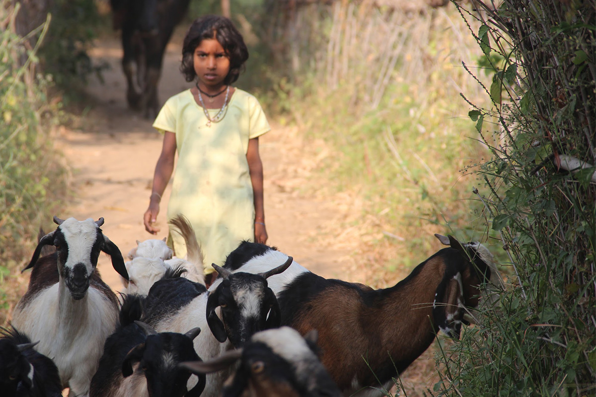 A girl with a herd of goats