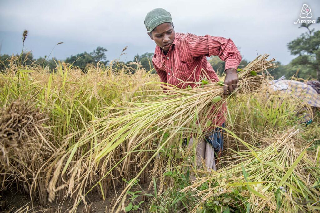 a woman harvests rice