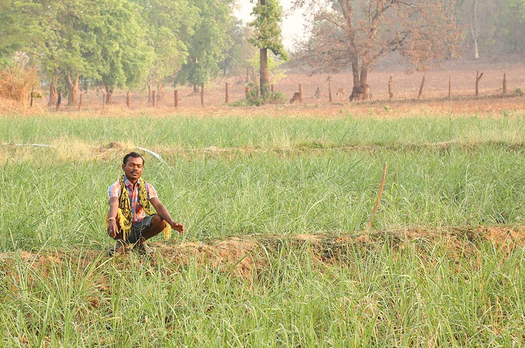 a farmer sits in a field of lemongrass