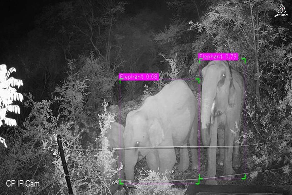 two elephants monitored at fence at night