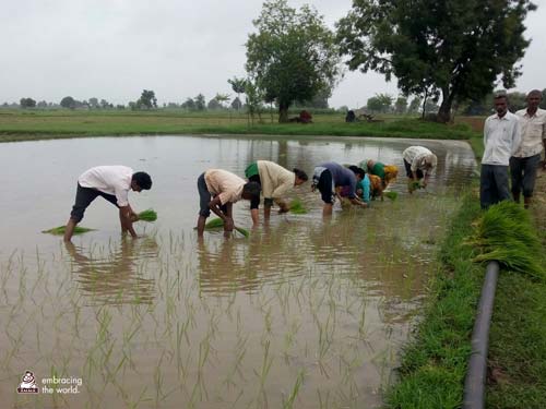 Farmers work in rice patty