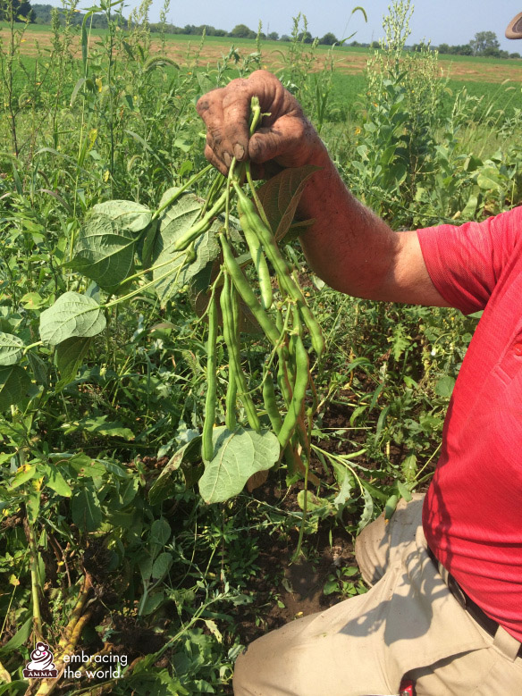 Man holds up beans from the farm