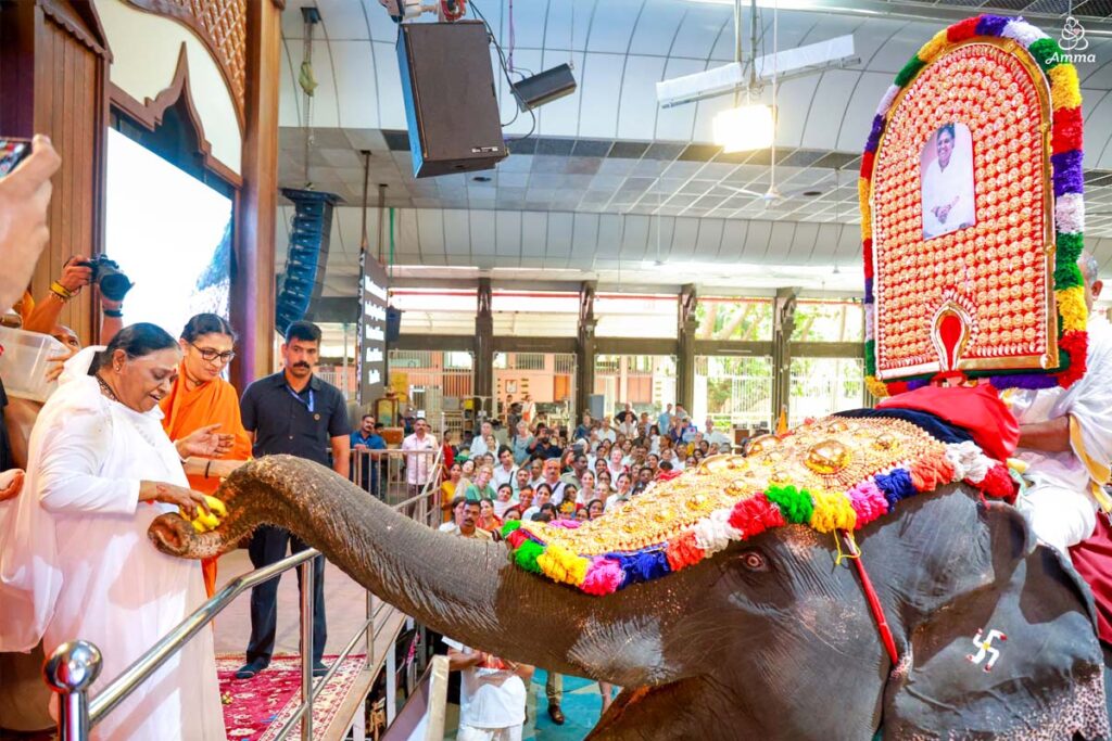 Amma feeds Lakshmi, the Ashram elephant