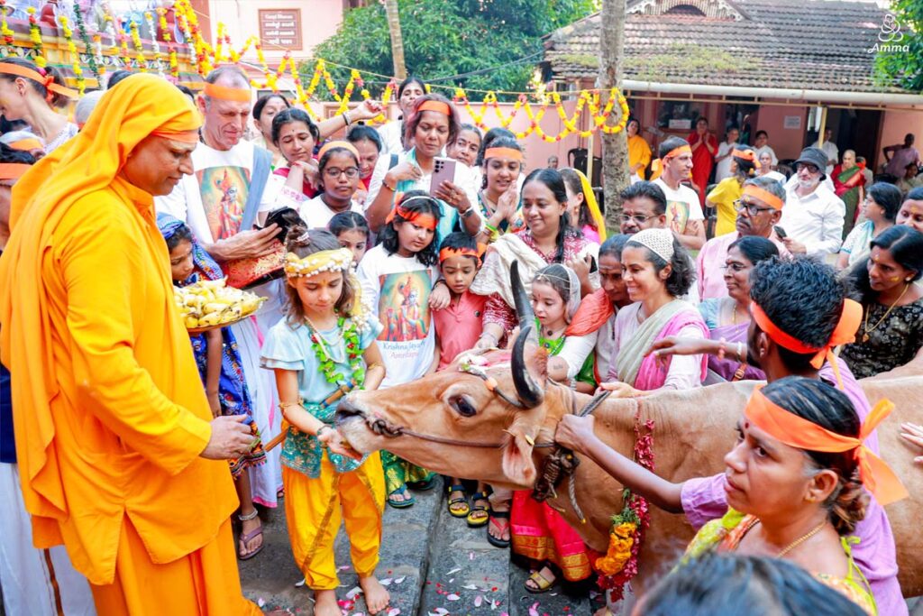 A pujari feeds a cow