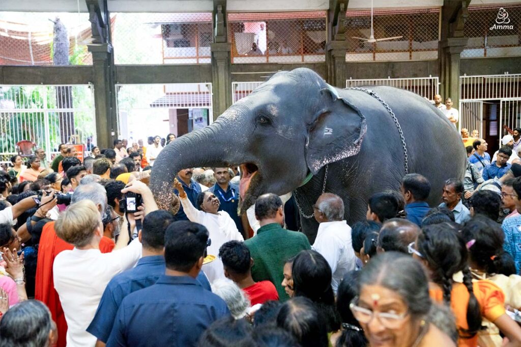 Amma feeding the Ashram elephant