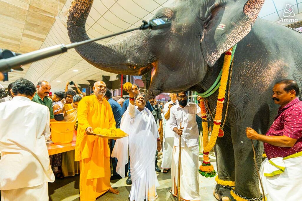 Amma feeds Lakshmi, the Ashram element
