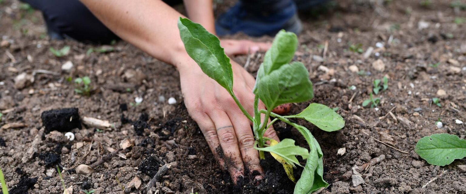 Caring for Nature - Amma.org