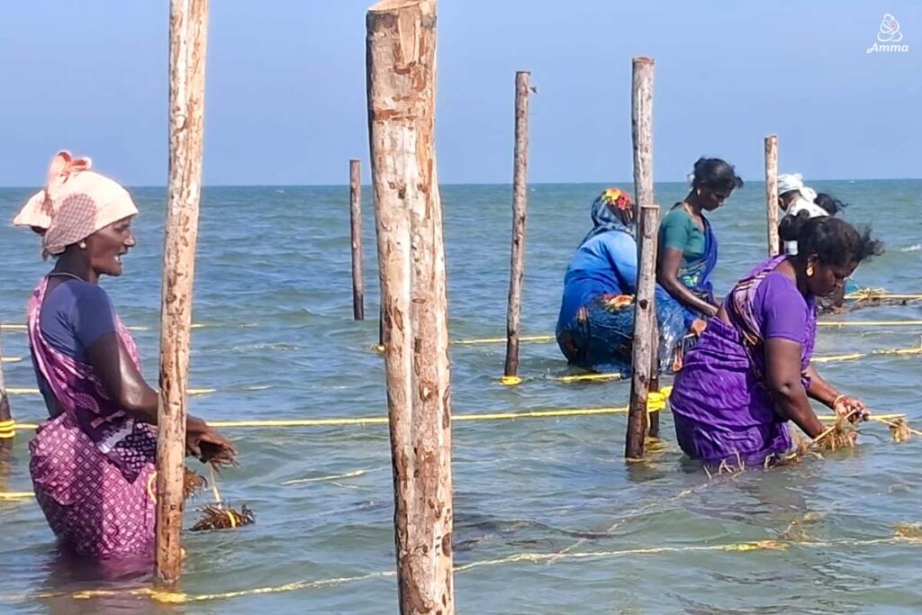 Women with seaweed in nets in the waters